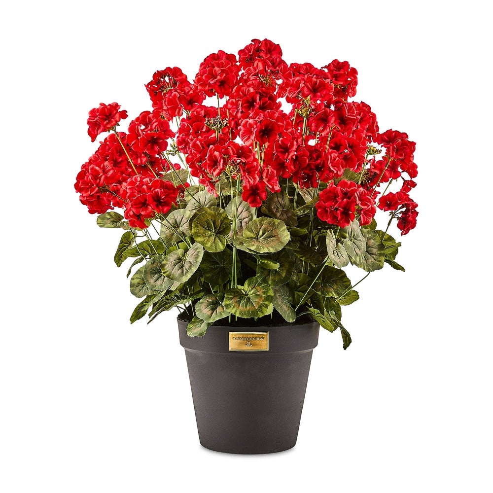 Geranium Urn Filler
