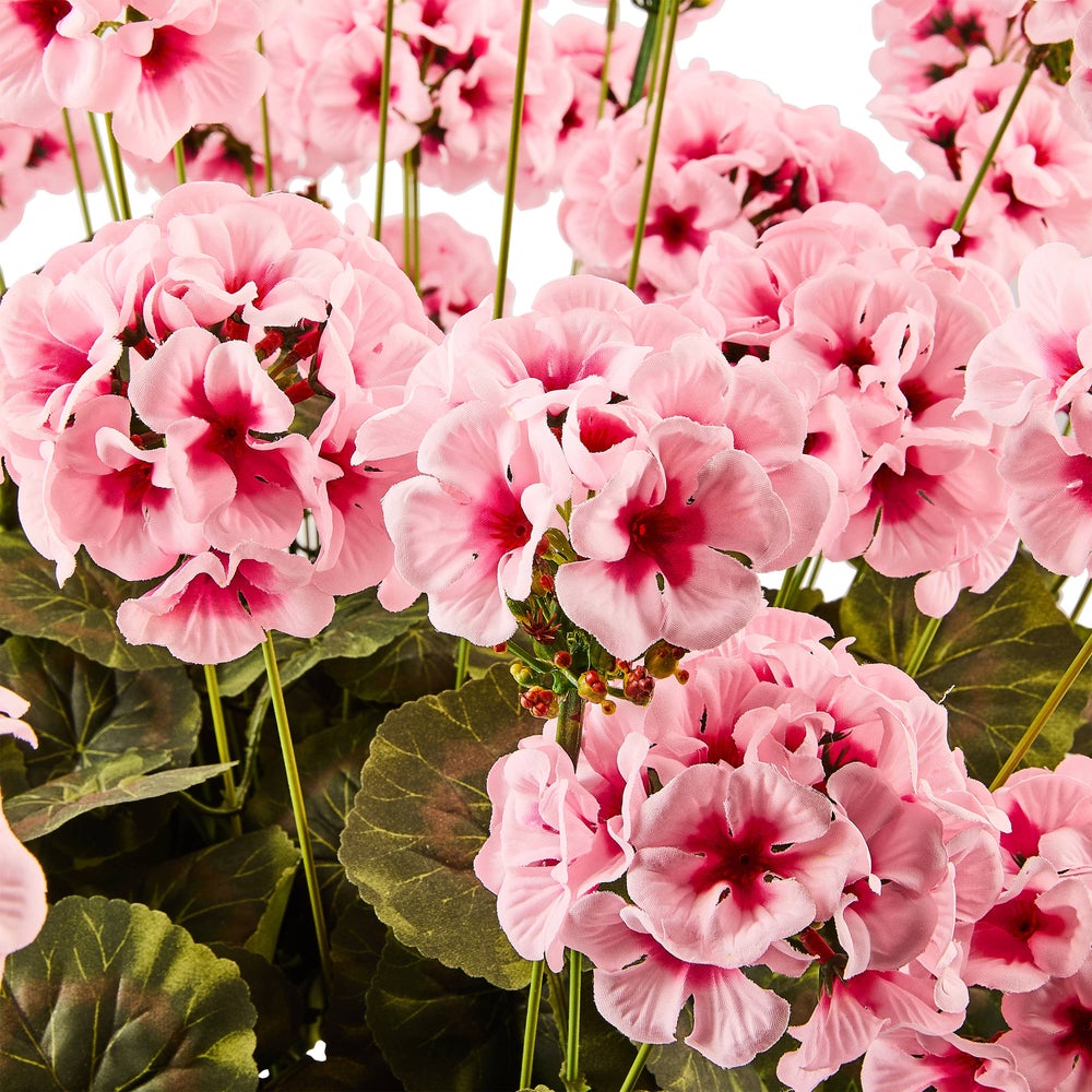 Geranium Urn Filler