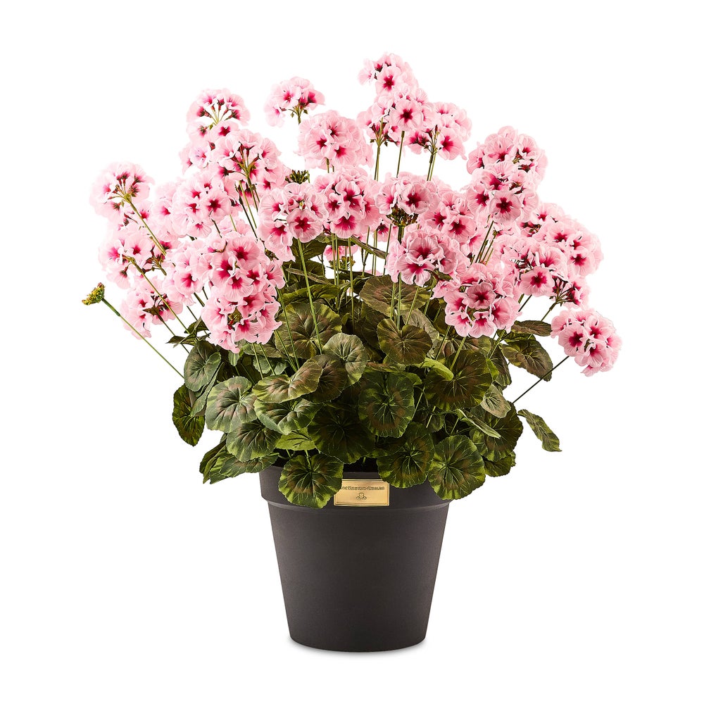 Geranium Urn Filler